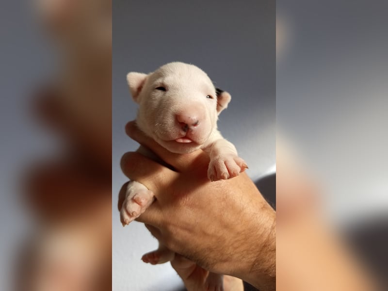 Miniatur Bullterrrier Welpe Hündin