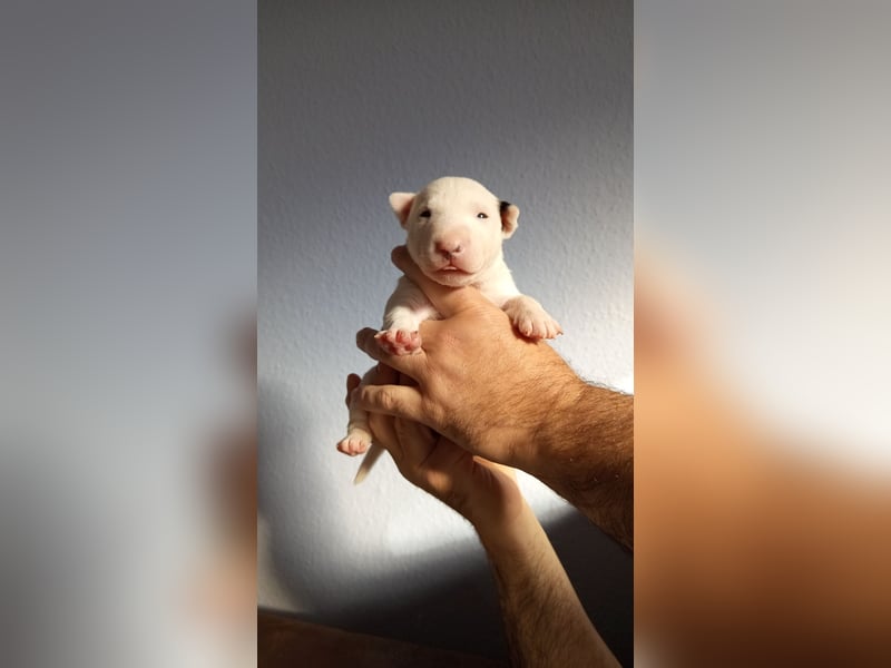 Miniatur Bullterrrier Welpe Hündin