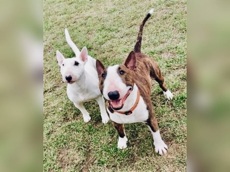 Miniatur Bullterrier Deckrüde Gemma Gemmarum FCI