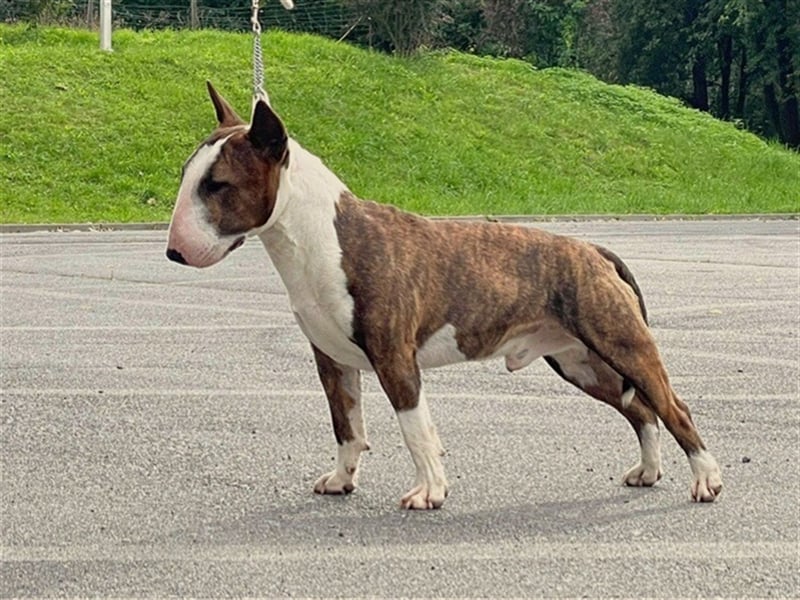 Miniatur Bullterrier Deckrüde Gemma Gemmarum FCI
