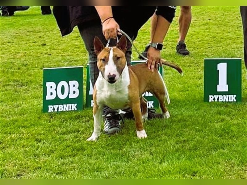 Miniatur Bullterrier Deckrüde Gemma Gemmarum FCI
