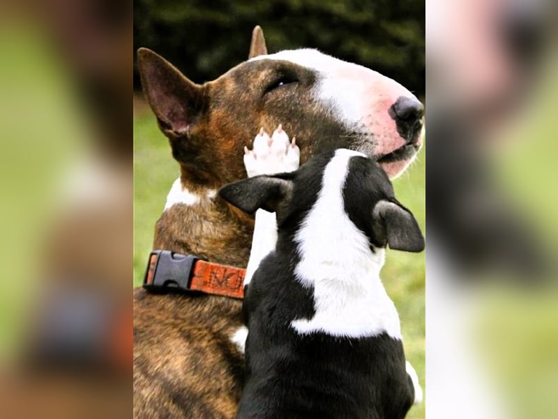 Miniatur Bullterrier Deckrüde Gemma Gemmarum FCI