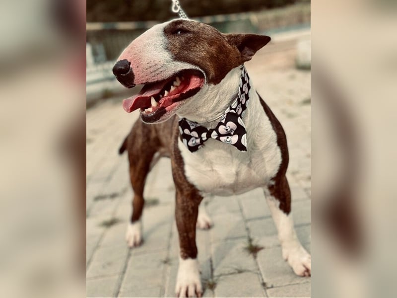 Miniatur Bullterrier Deckrüde Gemma Gemmarum FCI