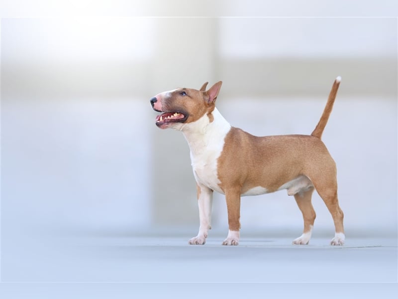 Miniatur Bullterrier Deckrüde Gemma Gemmarum FCI