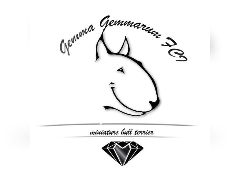 Miniatur Bullterrier Deckrüde Gemma Gemmarum FCI