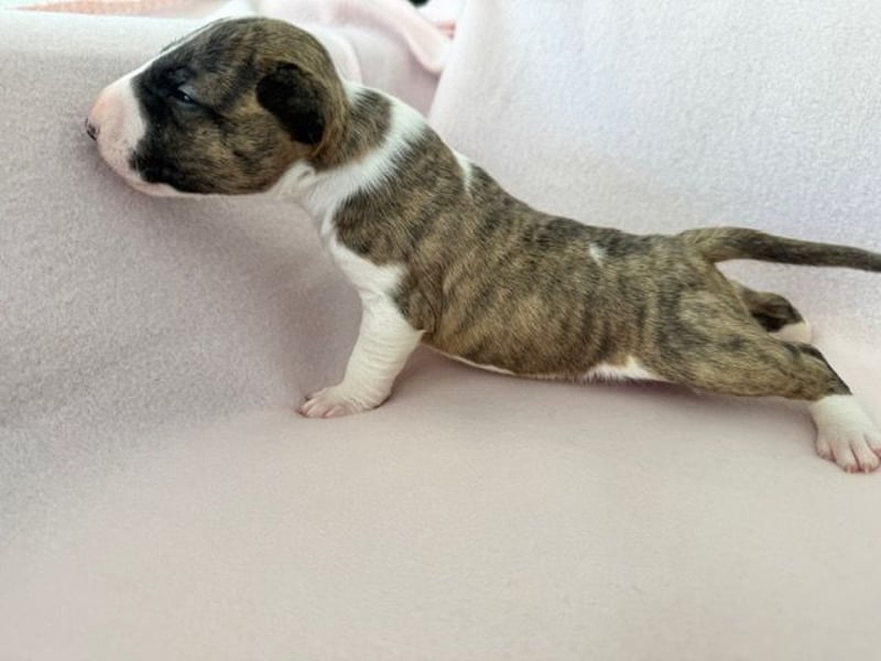 Reinrassige Miniatur-Bullterrier – typvoll & mit vollständigen Papieren