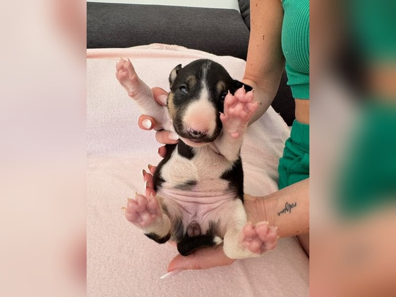 Reinrassige Miniatur-Bullterrier – typvoll & mit vollständigen Papieren