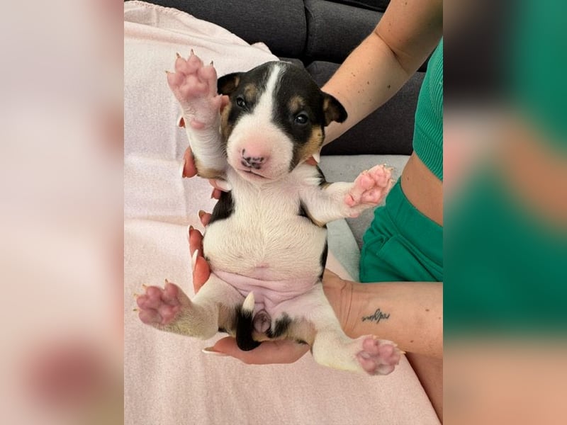 Reinrassige Miniatur-Bullterrier – typvoll & mit vollständigen Papieren