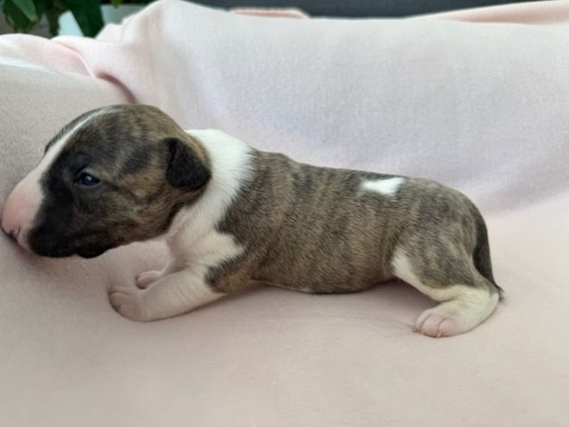 Reinrassige Miniatur-Bullterrier – typvoll & mit vollständigen Papieren