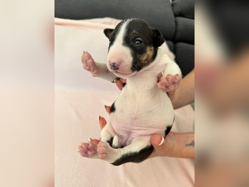 Reinrassige Miniatur-Bullterrier – typvoll & mit vollständigen Papieren