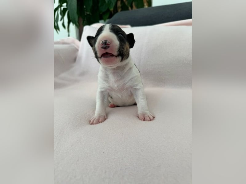 Reinrassige Miniatur-Bullterrier – typvoll & mit vollständigen Papieren