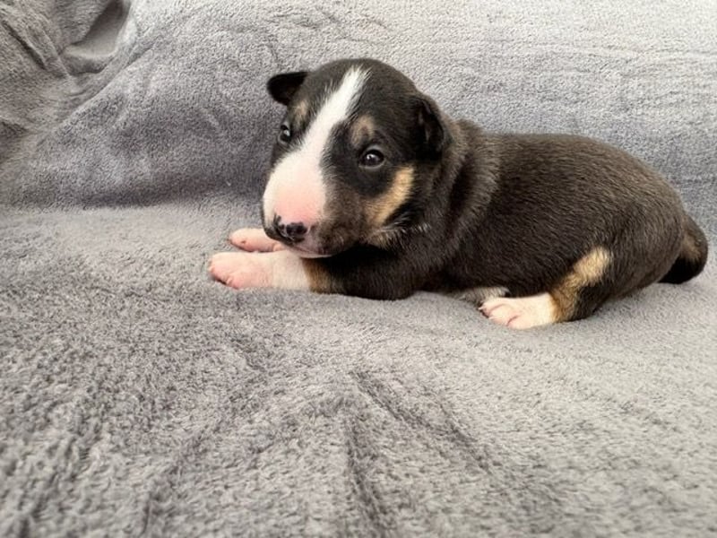 Reinrassige Miniatur-Bullterrier – typvoll & mit vollständigen Papieren