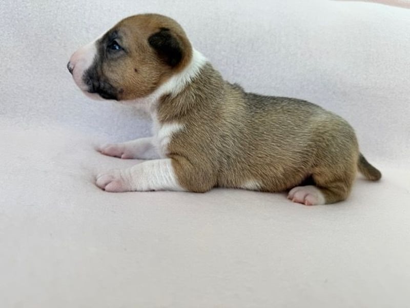 Reinrassige Miniatur-Bullterrier – typvoll & mit vollständigen Papieren