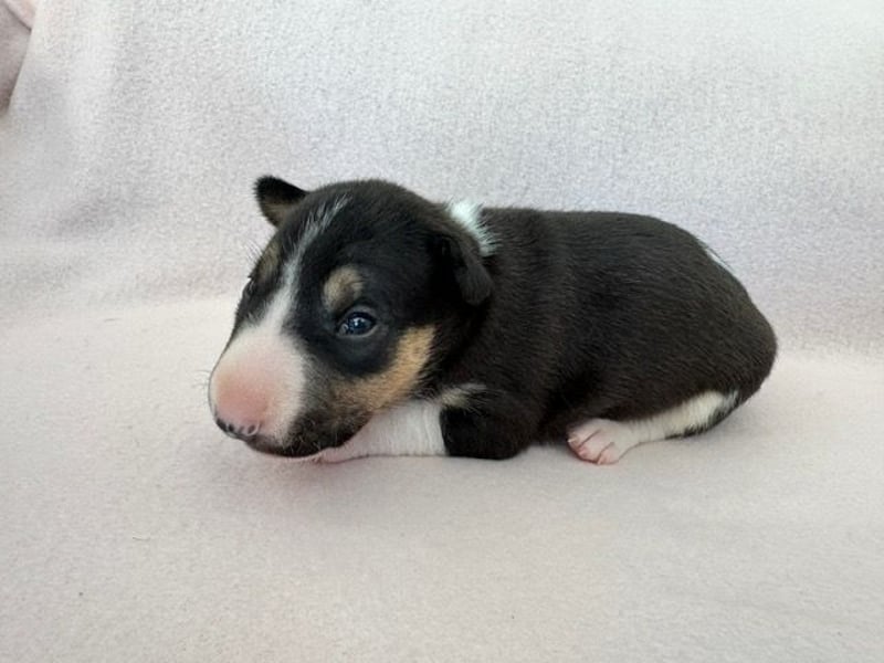 Reinrassige Miniatur-Bullterrier – typvoll & mit vollständigen Papieren