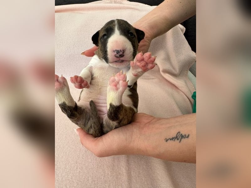 Reinrassige Miniatur-Bullterrier – typvoll & mit vollständigen Papieren