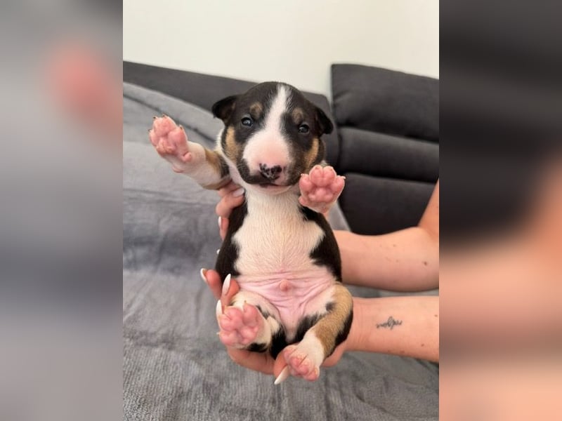 Reinrassige Miniatur-Bullterrier – typvoll & mit vollständigen Papieren