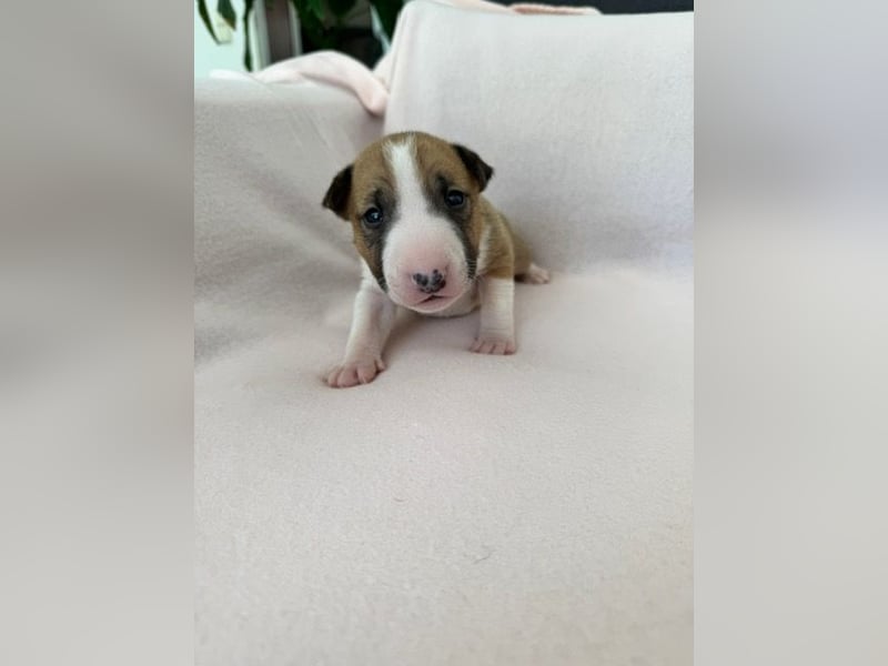 Reinrassige Miniatur-Bullterrier – typvoll & mit vollständigen Papieren