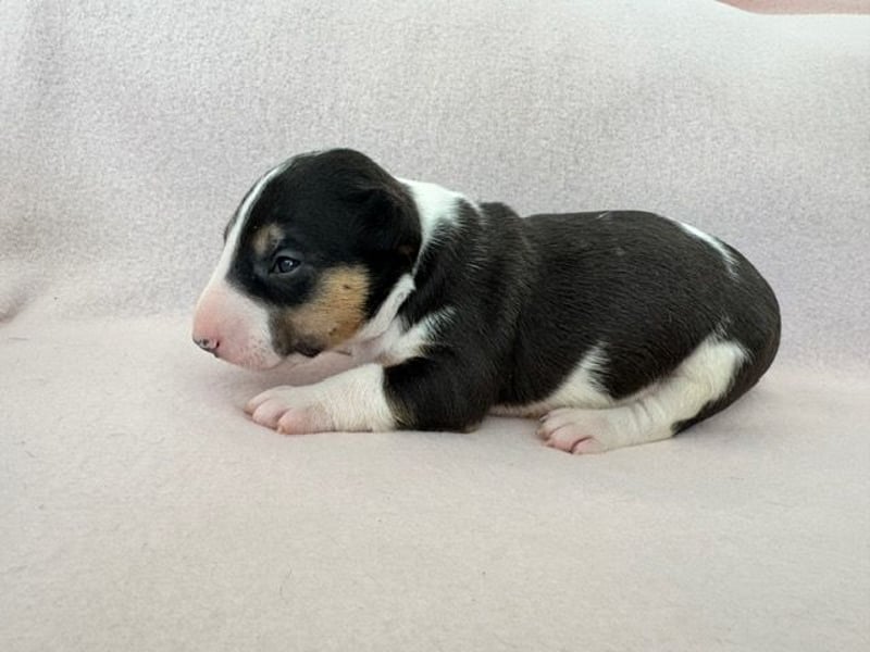 Reinrassige Miniatur-Bullterrier – typvoll & mit vollständigen Papieren