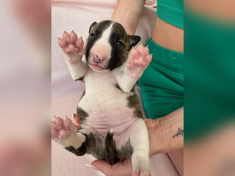 Reinrassige Miniatur-Bullterrier – typvoll & mit vollständigen Papieren