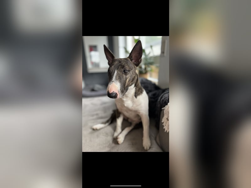 Mini Bullis in erfahrene Hände