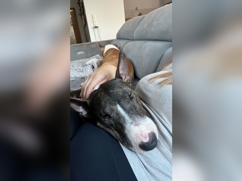 Mini Bullis in erfahrene Hände