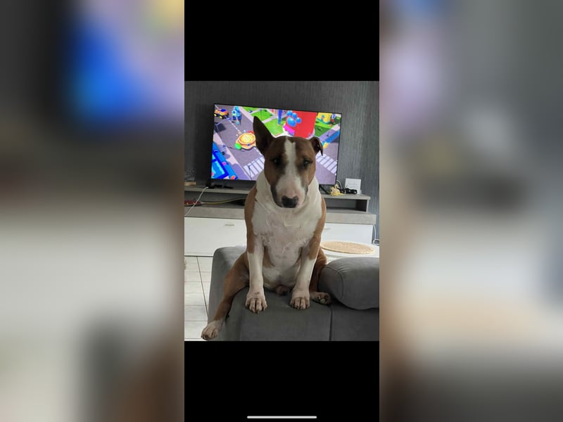 Mini Bullis in erfahrene Hände