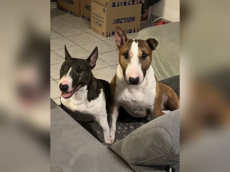 Mini Bullis in erfahrene Hände