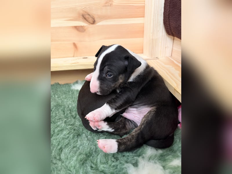 Typvolle Miniatur Bullterrier Welpen VDH/FCI