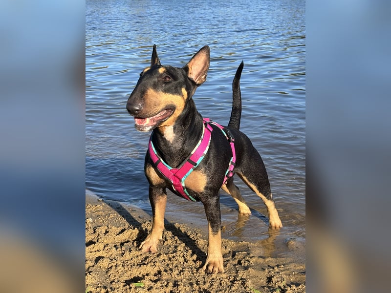 Typvolle Miniatur Bullterrier Welpen VDH/FCI