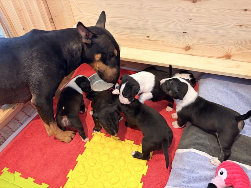 Typvolle Miniatur Bullterrier Welpen VDH/FCI