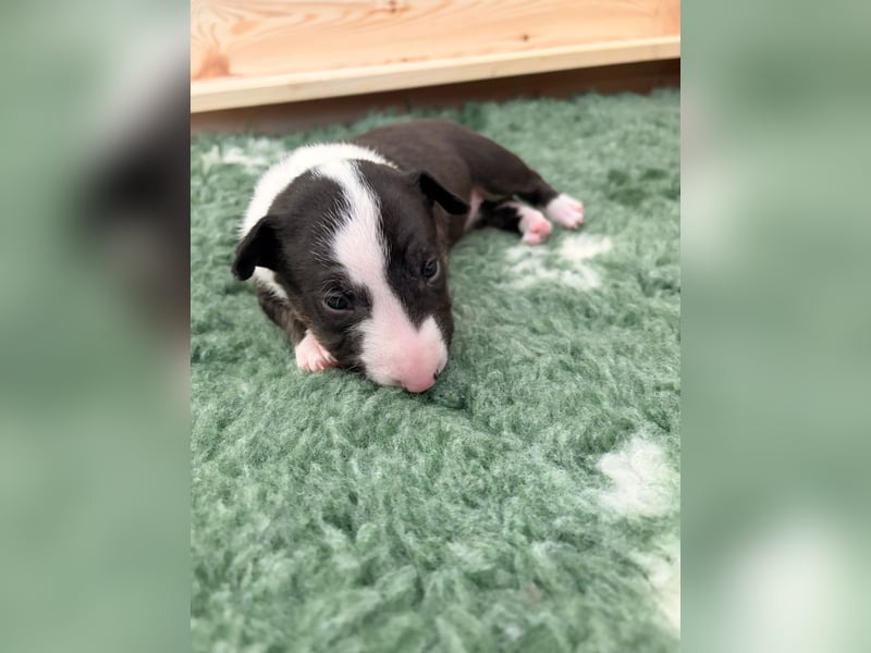 Typvolle Miniatur Bullterrier Welpen VDH/FCI