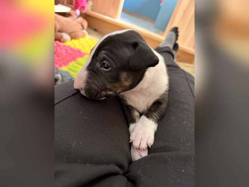 Typvolle Miniatur Bullterrier Welpen VDH/FCI