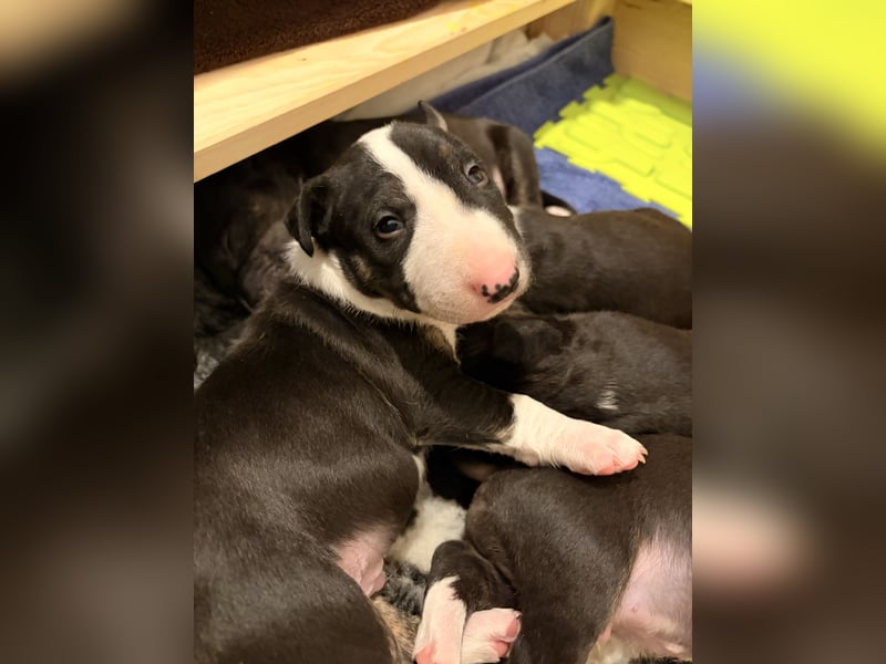 Typvolle Miniatur Bullterrier Welpen VDH/FCI