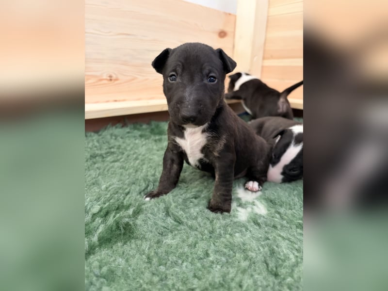Typvolle Miniatur Bullterrier Welpen VDH/FCI