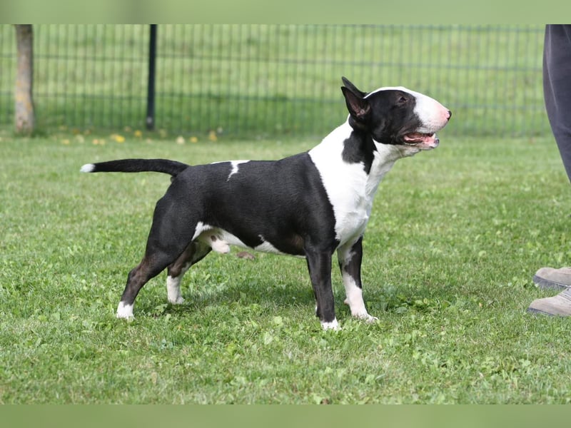 Typvolle Miniatur Bullterrier Welpen VDH/FCI