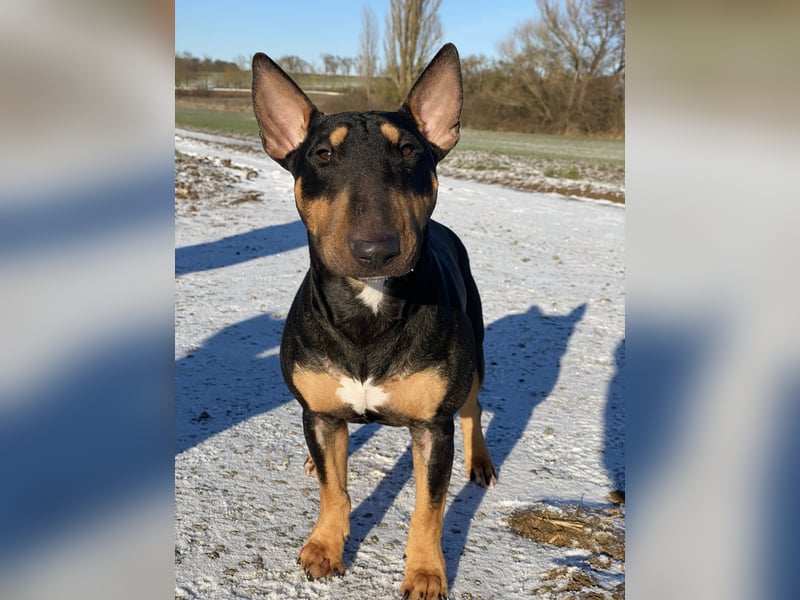 Typvolle Miniatur Bullterrier Welpen VDH/FCI