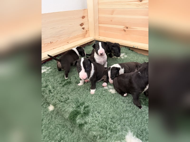 Typvolle Miniatur Bullterrier Welpen VDH/FCI