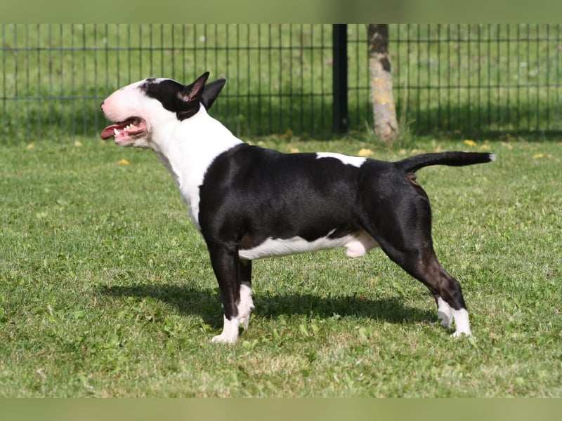 Typvolle Miniatur Bullterrier Welpen VDH/FCI