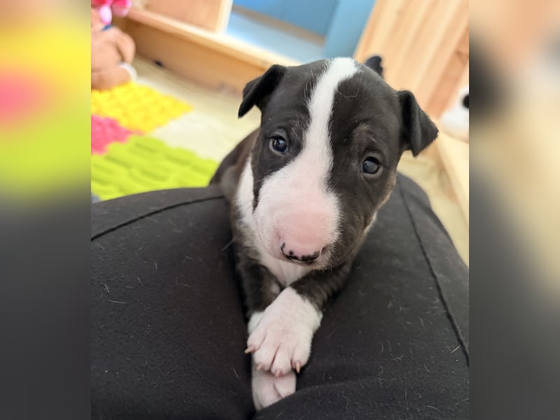 Typvolle Miniatur Bullterrier Welpen VDH/FCI