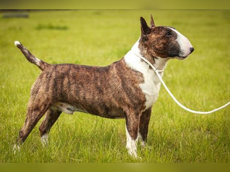 Miniatur Bullterrier FCI Vanilla Bulls