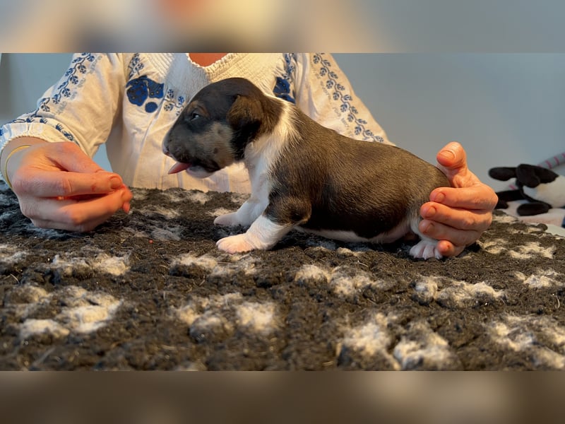 Miniatur Bullterrier FCI Vanilla Bulls