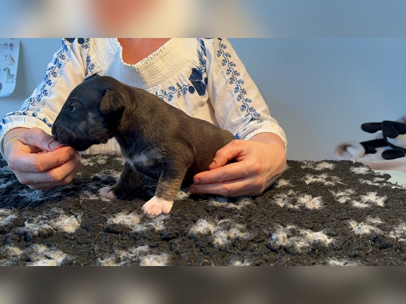 Miniatur Bullterrier FCI Vanilla Bulls