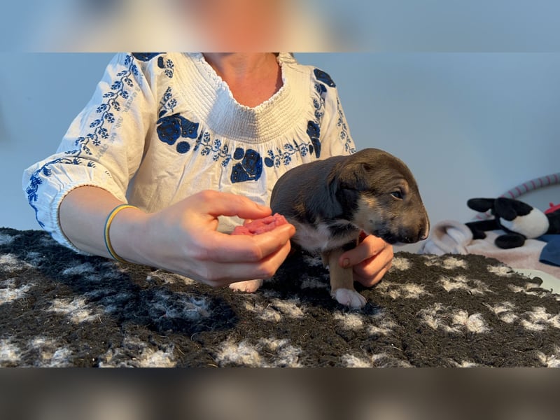 Miniatur Bullterrier FCI Vanilla Bulls