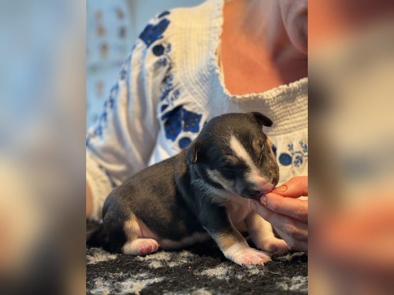 Miniatur Bullterrier FCI Vanilla Bulls