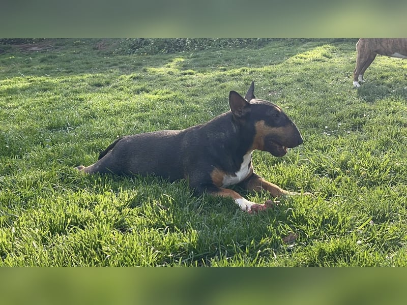 Miniatur Bullterrier FCI Vanilla Bulls