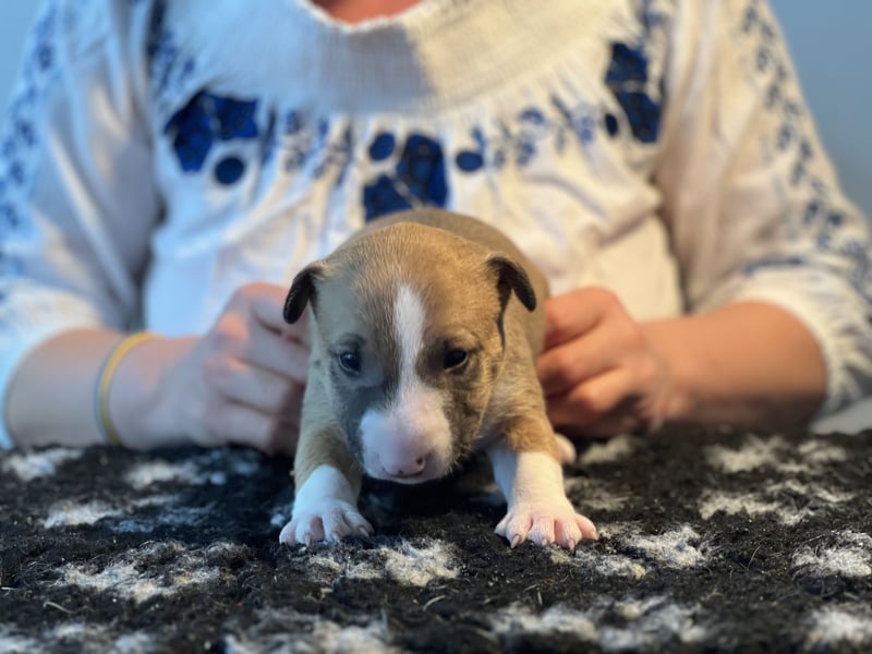 Miniatur Bullterrier FCI Vanilla Bulls