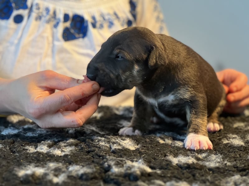 Miniatur Bullterrier FCI Vanilla Bulls