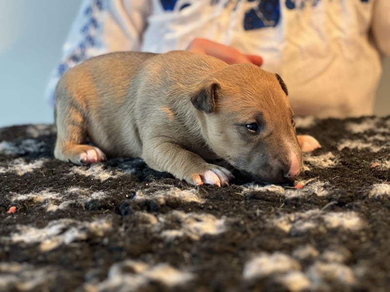 Miniatur Bullterrier FCI Vanilla Bulls