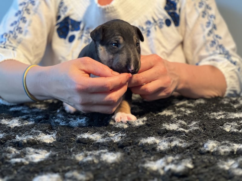 Miniatur Bullterrier FCI Vanilla Bulls