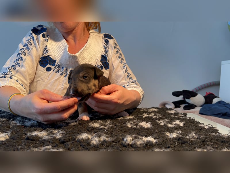 Miniatur Bullterrier FCI Vanilla Bulls